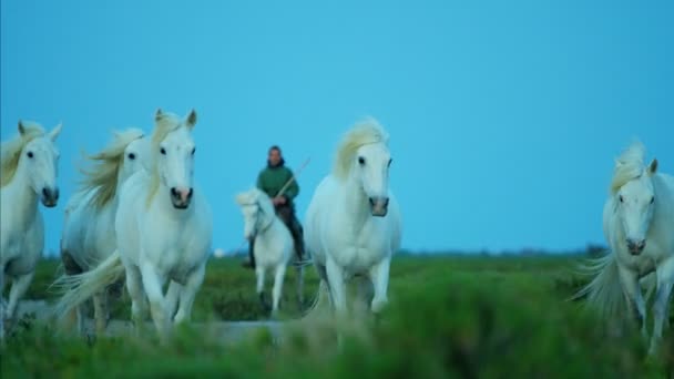 Kudde van Camargue paarden met cowboy — Stockvideo