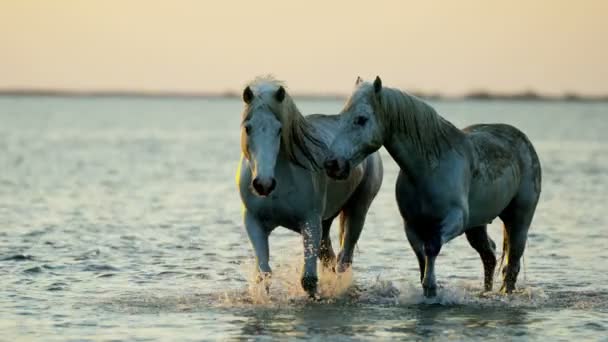 Camarga caballos corriendo a través de las aguas poco profundas — Vídeo de stock