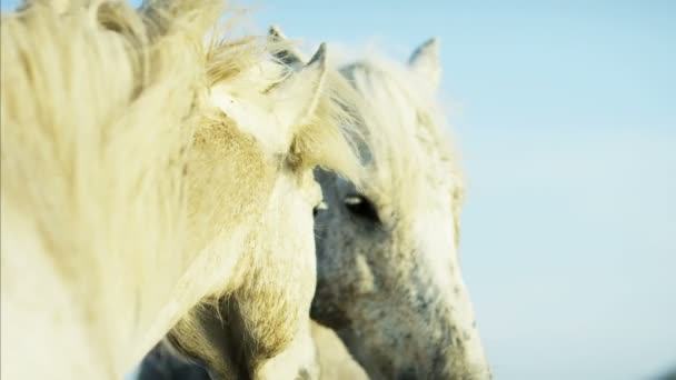 Bellos caballos blancos Camargue — Vídeos de Stock