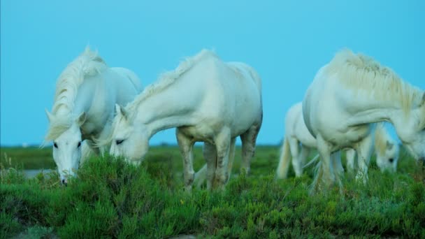 Camargue cavalos pastando em pastagens — Vídeo de Stock