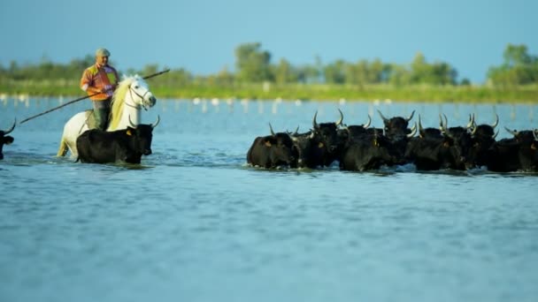 Rebaño de toros de Camargue con vaquero — Vídeos de Stock