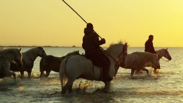 Kovboylar atlarla Camargue sürüsü — Stok video