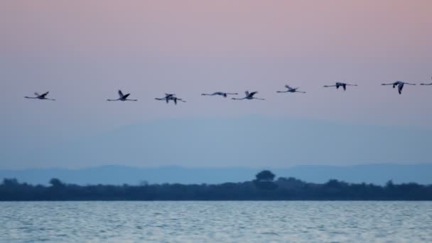 Flamingo vogels vliegen over het water bij zonsondergang — Stockvideo