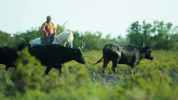 Troupeau de taureaux camarguais broutant sur les prairies — Video