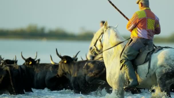 Herd of Camargue bulls with cowboys — Stock Video