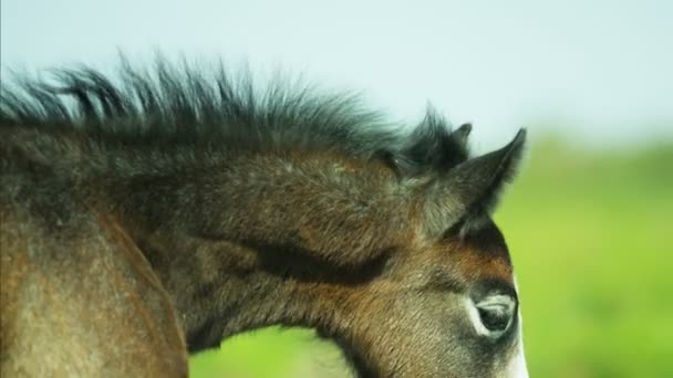 Poulain de cheval bébé — Video