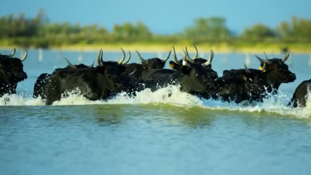 Kudde van stieren loopt door ondiepe zee water — Stockvideo