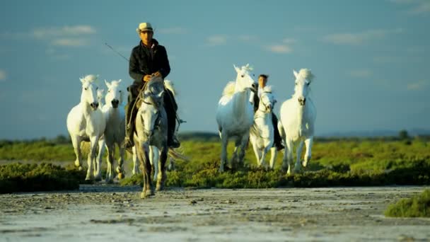 Αγέλη των αλόγων Camargue με καουμπόηδες — Αρχείο Βίντεο