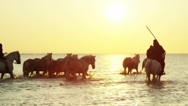 Kudde van Camargue paarden met cowboys — Stockvideo