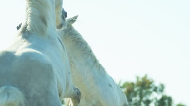 Białe konie zwierzęta — Wideo stockowe