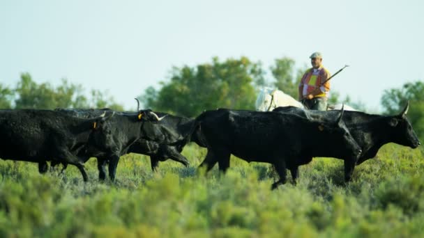 Herd of Camargue bulls grazing on grassland — Stock Video