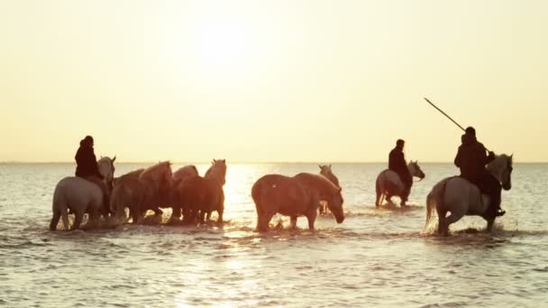 Стадо лошадей Камарга с ковбоями — стоковое видео