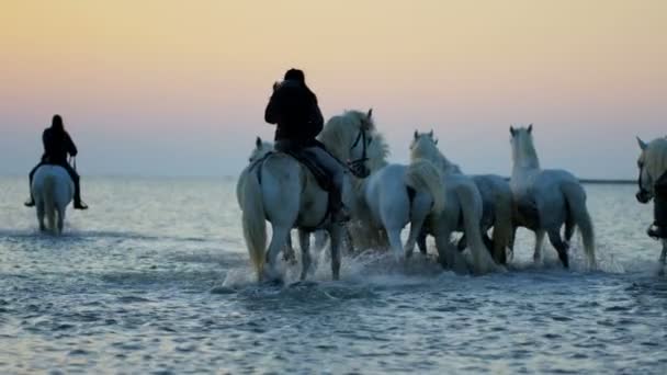 Kudde van Camargue paarden met cowboys — Stockvideo