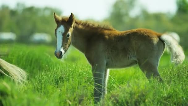 Chevaux de Camargue broutant sur les prairies — Video