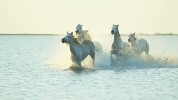 Mandria di cavalli Camargue con cowboy — Video Stock