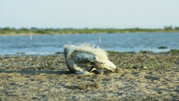 Camargue caballo rodando en la tierra — Vídeo de stock