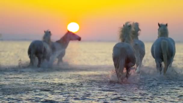Стадо лошадей Камарга с ковбоем — стоковое видео