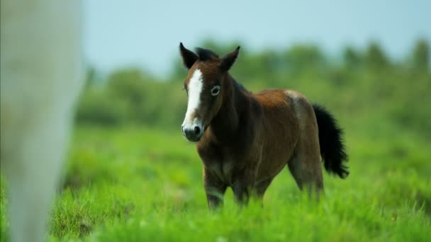 Camargue cavalos pastando em pastagens — Vídeo de Stock