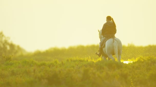 Vaquero hembra cabalgando en caballo Camargue — Vídeos de Stock