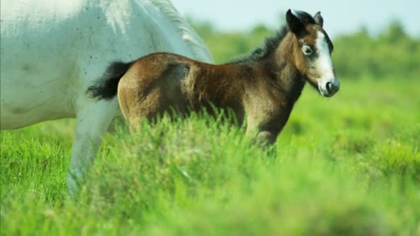 Camargue-Pferde auf der Weide — Stockvideo