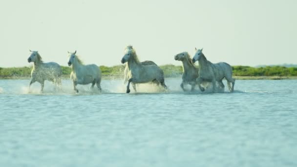 Manada de caballos Camargue con vaquero — Vídeo de stock