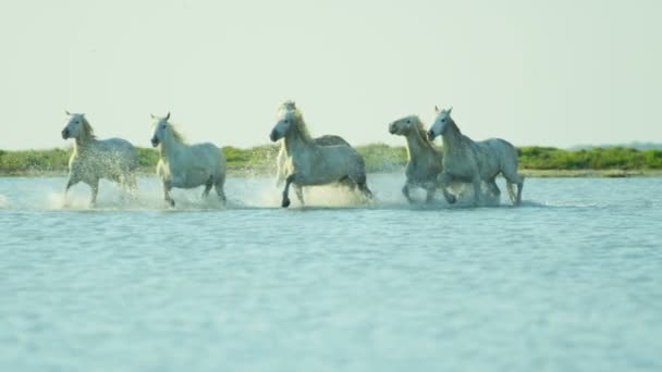 Besättningen av Camargue hästar med cowboy — Stockvideo