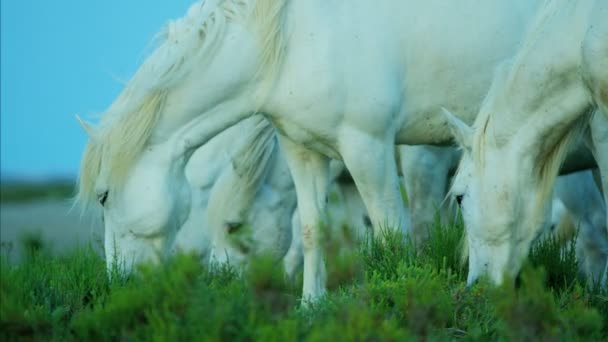 Camargue lovak legeltetés a legelőn — Stock videók