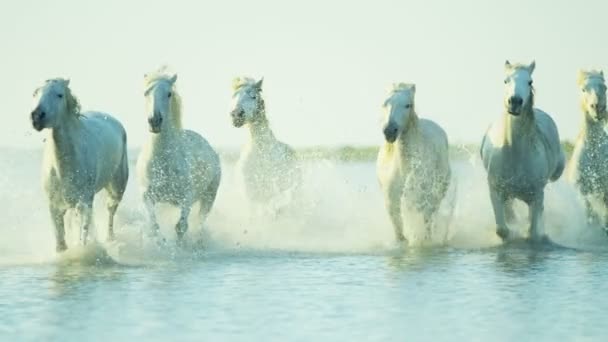 Camargue hästar löper genom havet grundområden — Stockvideo