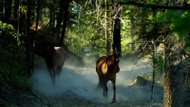 Cavalos correndo em Roundup — Vídeo de Stock