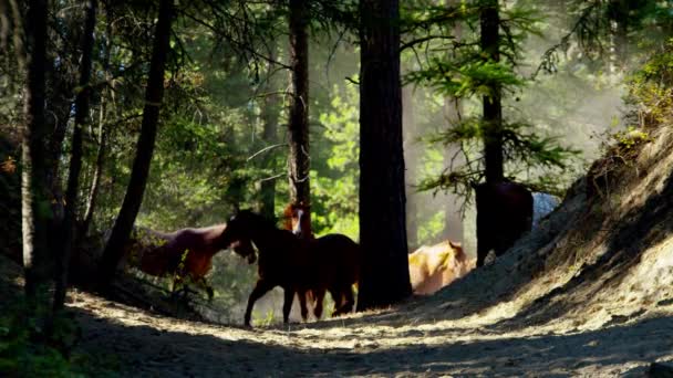 Horses running in Roundup — Stock Video