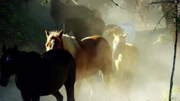 Paarden galopperen in Roundup — Stockvideo