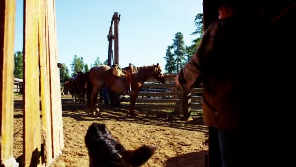 Häst som inhägnade på Dude Ranch — Stockvideo