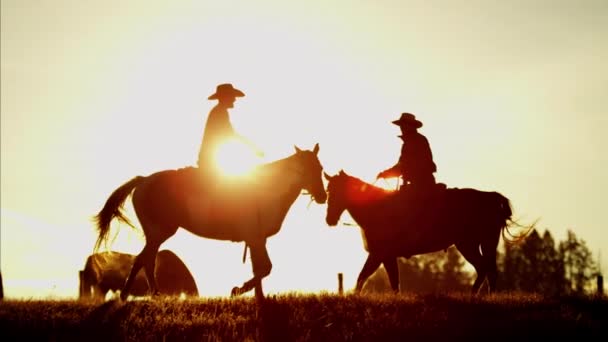 Kovboj jezdci v lese na západ slunce — Stock video