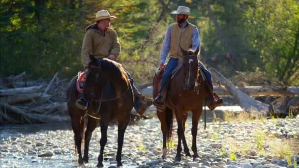 Cowboys Cavalcare i cavalli nel fiume — Video Stock