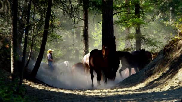 Pferde galoppieren mit Cowboy-Reitern — Stockvideo