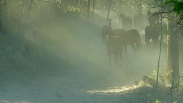 Paarden galopperen in Roundup — Stockvideo