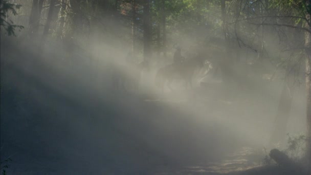 Caii galopând cu Cowboy Riders — Videoclip de stoc