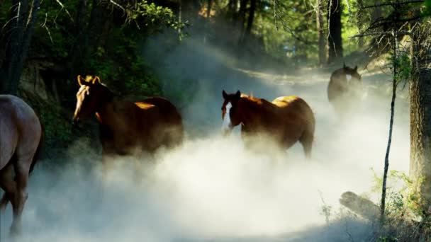 Caballos galopando en Roundup — Vídeo de stock