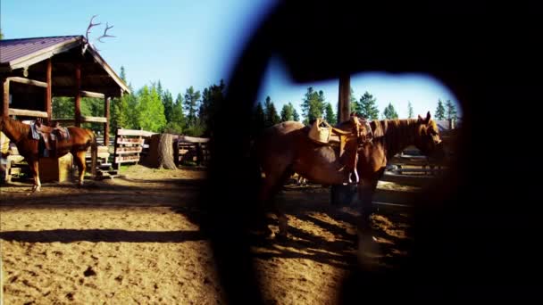 Cavalo encurralado no Rancho Dude — Vídeo de Stock