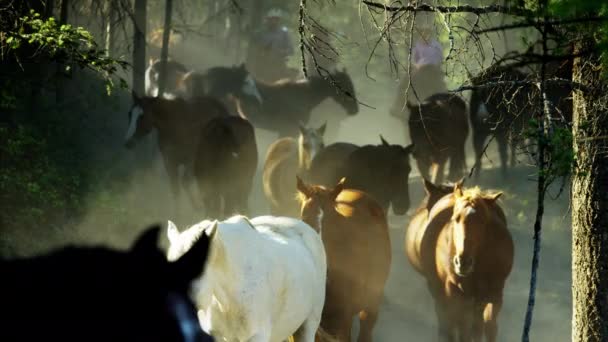 Pferde galoppieren mit Cowboy-Reitern — Stockvideo
