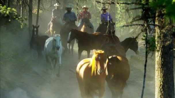 Caballos galopando con jinetes — Vídeo de stock