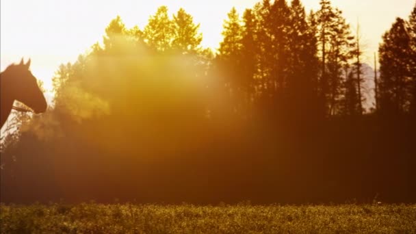牛仔骑手在日落时的荒野 — 图库视频影像