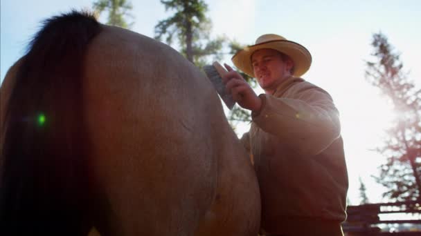 Cowboy grooming häst — Stockvideo