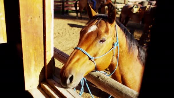 Paard weggeduwde op Dude Ranch — Stockvideo