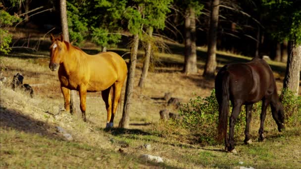 Τα άλογα σε ράντσο μαντρί δάσος ερημιά — Αρχείο Βίντεο