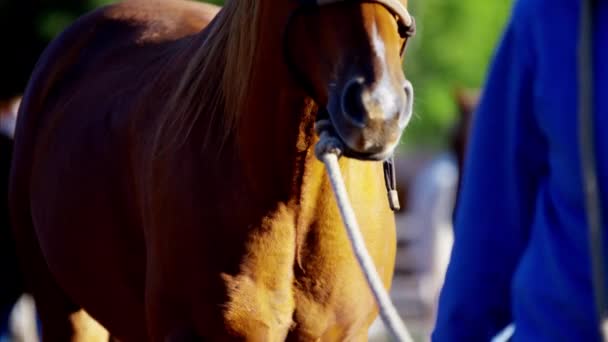 Vaquero en corral con caballo — Vídeo de stock