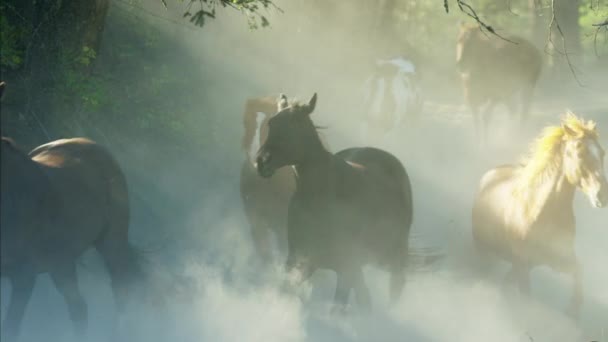 Hästar som galopperar i Roundup — Stockvideo