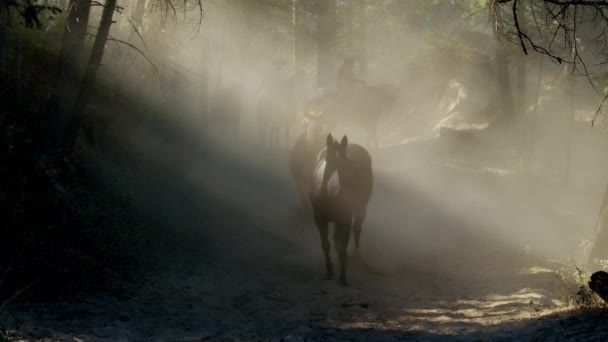 Konie z zawodników Cowboy — Wideo stockowe