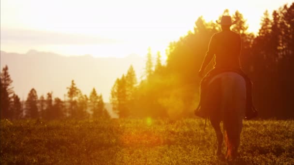 Cowboy Rider in forest at sunset — Stock Video