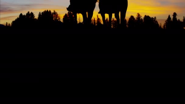 Cowboy lovasok vadonban a naplementekor — Stock videók